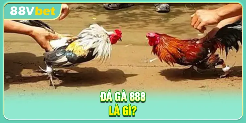 Đá Gà 888 là gì?